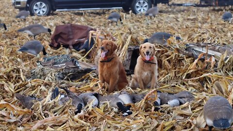 Four Man Goose Limit in Central Iowa with a BAND!