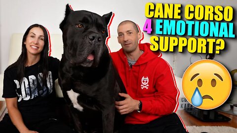 Are Cane Corsos Good Emotional Support Dogs?