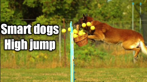 Smart dogs amazing High jump in basket 🐕😂