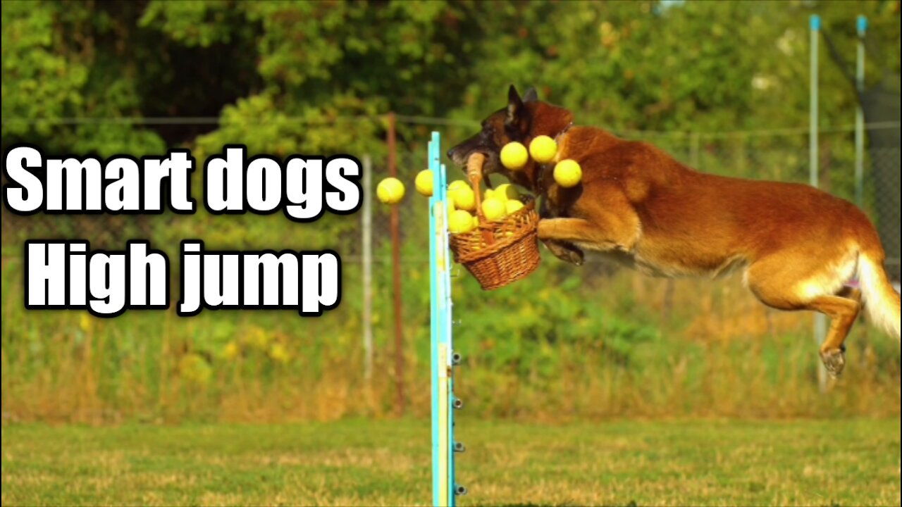 Smart dogs amazing High jump in basket 🐕😂