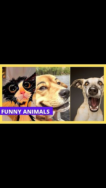 Dog Funny watermelon 🍉 cutting