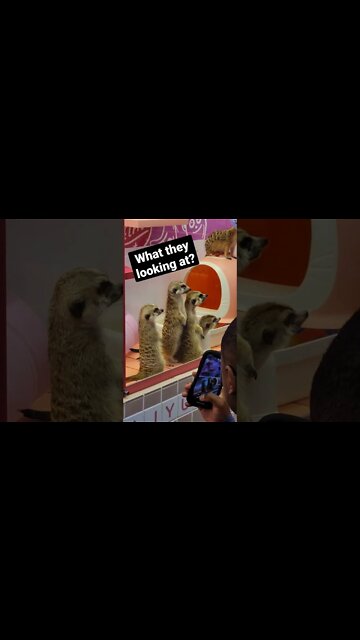 Meercats at a Japanese Animal Cafe. #japan #travel #animal