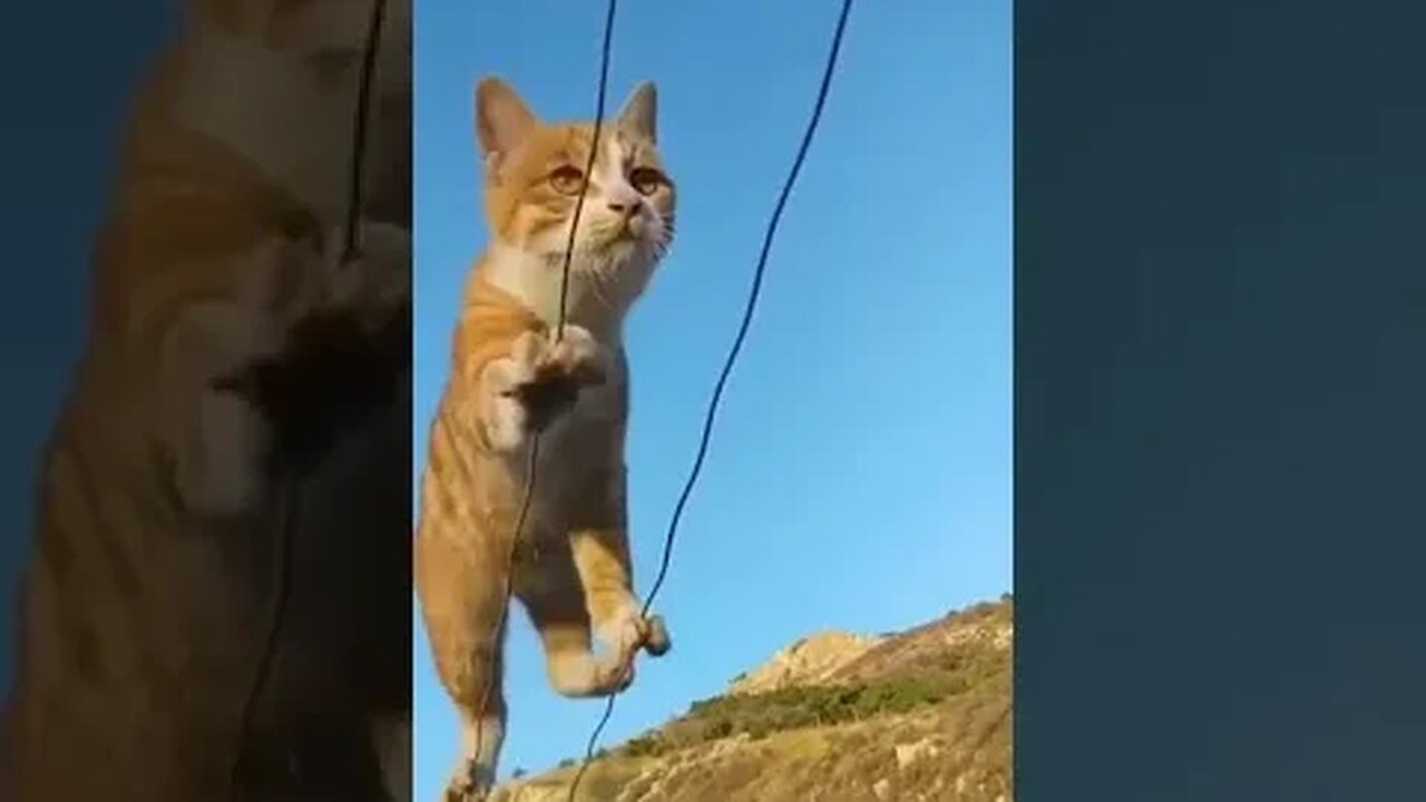 Amazing cat #kungfucat #animals #catsoftiktok #foryou #cat #funnycat