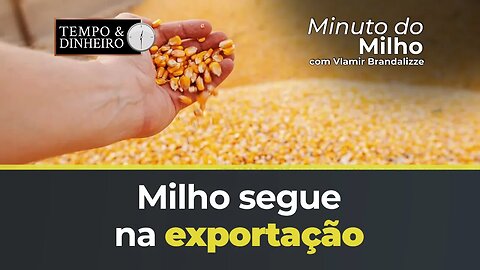 Milho segue na exportação