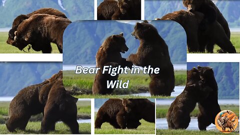 Epic Showdown: Intense Bear Fight in the Wild(Animals)