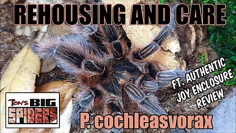 P. cochleasvorax "Snail Eating Tarantula" Care and Enclosure Review