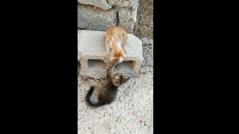 Cute Cat Fighting Action Scene