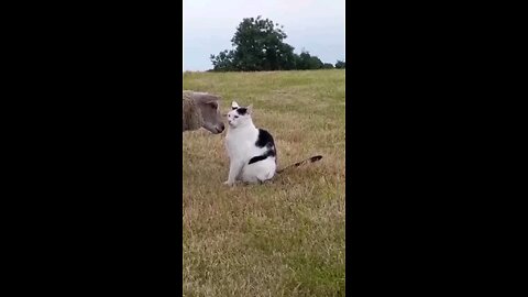 funny cat video