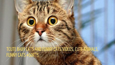 cute baby cats and funny cats videos, cute animals, funny cats #sorts