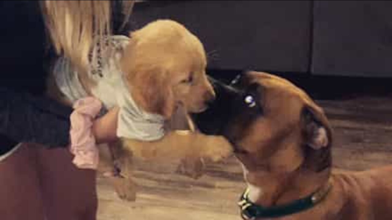 Un boxer rencontre sa nouvelle petite sœur