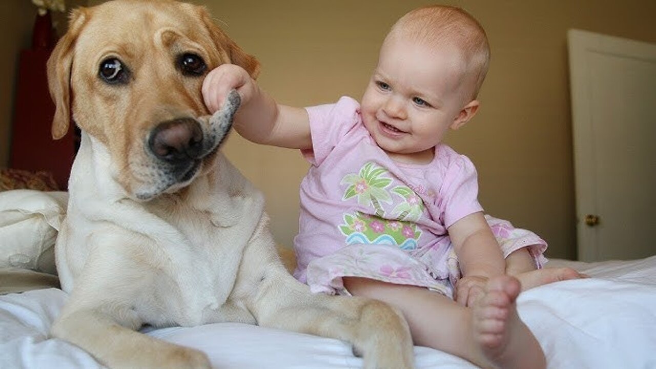 Funny stories about babies and dogs ️#pet #cat #dog #cute #animals