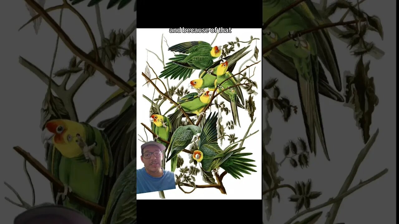 The Carolina Parakeet was a gorgeous bird