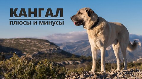 KANGAL. Pros and cons of the Anatolian Shepherd breed (Karabash, Turkish Shepherd) KANGAL →