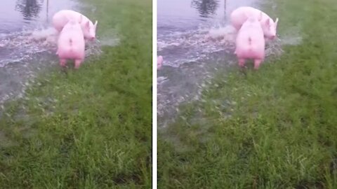 Very happy pigs