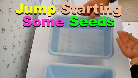 No. 617 – Jump Starting Cantaloupe And Cucumber Seeds