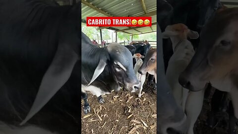 ATENÇÃO ESSE CABRITO SE SENTE UM BEZERRO!#shorts