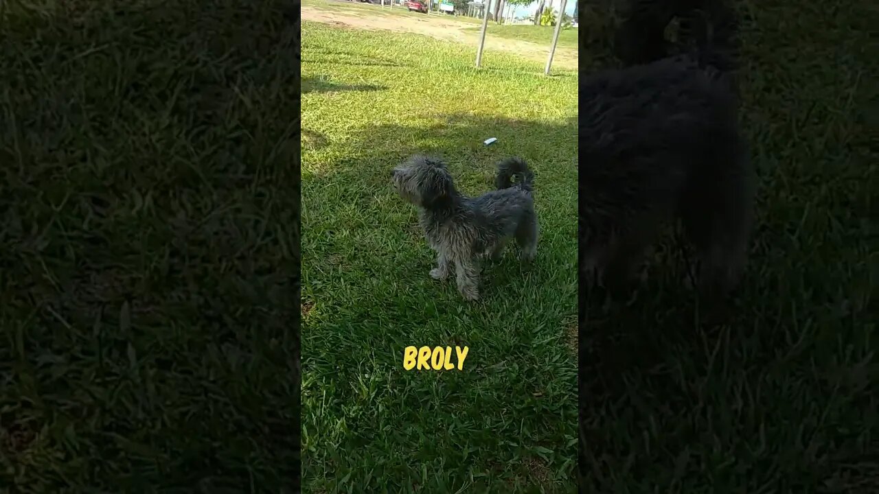 Negrita, Amapola y Broly jugueteando en el Centro de Barrio N°3, Tacuarembó, Uruguay (22/11/2022)