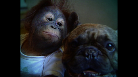 Cute Animal Odd Couples
