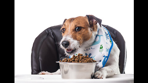 Cute Dog Eating Funny