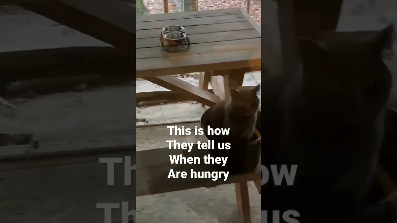 Cat Sits in Pot to Signal Lunchtime