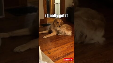 Finally !!! #shorts #tiktok #cute #funnyvideos #funnyanimals