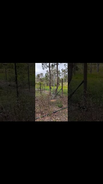 A couple of Currawong have been eating the grain