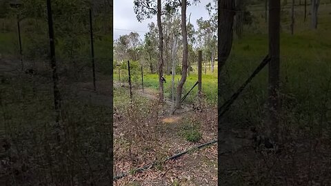 A couple of Currawong have been eating the grain