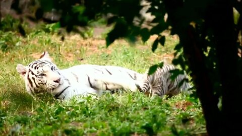 Ethiopian Funny Funniest Animals Best Of The 2022 Animals Videos 🐱🐶 #135