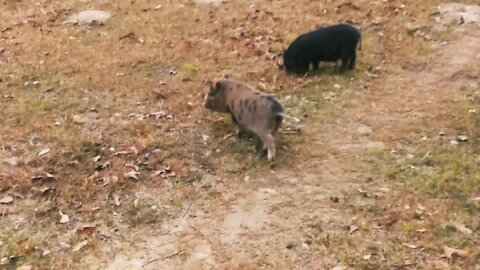 Family critters enjoying the day