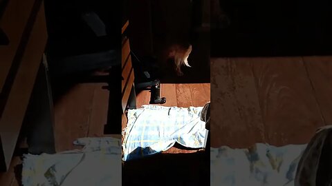 #dogshow , #animals , #dogs , #shorts