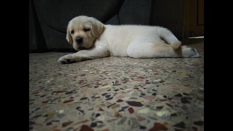 Labrador First Day At Home