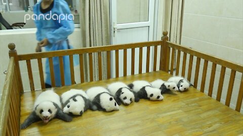 Baby panda party