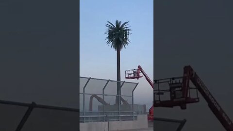 In Avondale Arizona 5G tower knocks out nearby trees