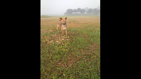 Villages Dog Playing