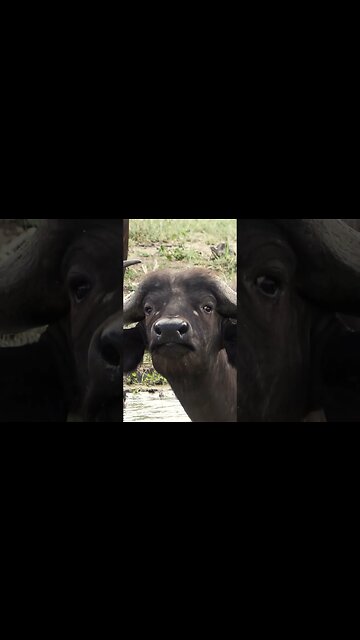 Outrider Africa - DIY #shorts