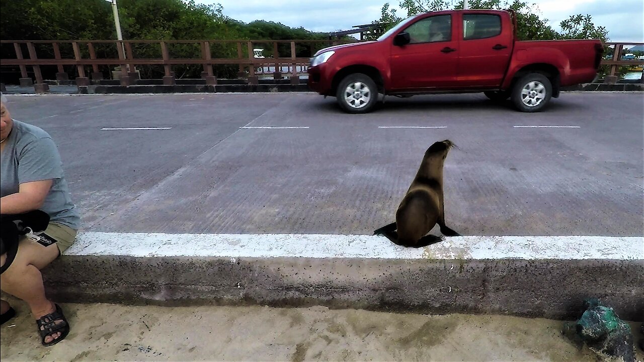 Baby sea lion flawlessly stops and looks both ways before crossing the street