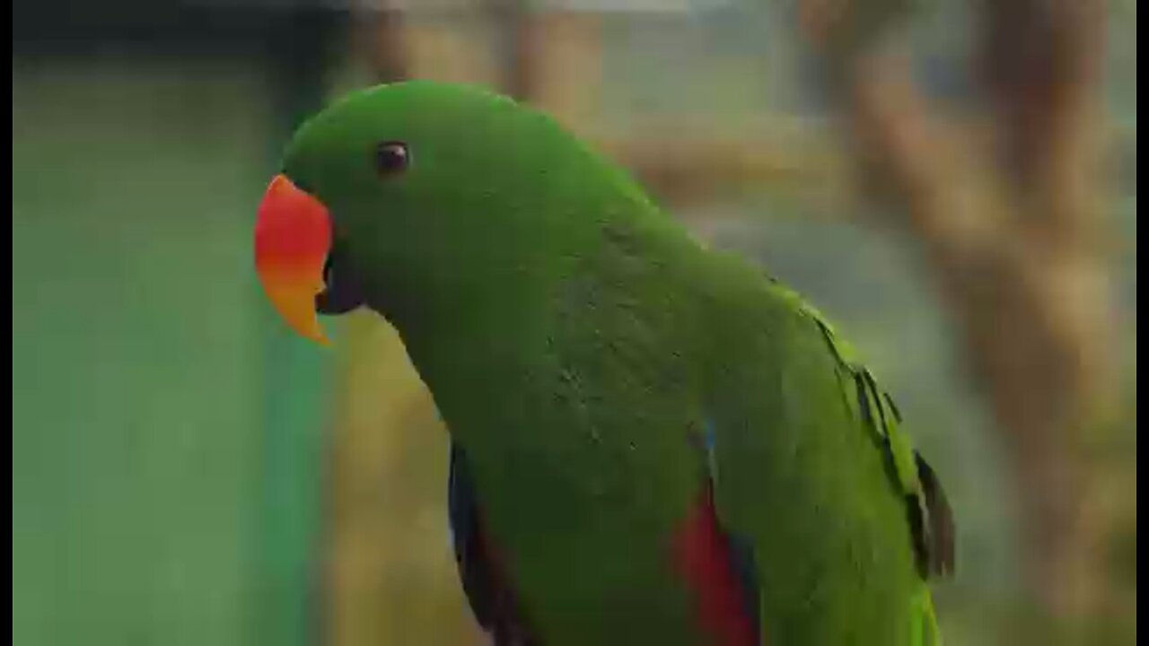 Is this parrot learning to speak?