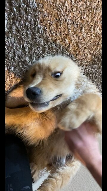 Golden retriever puppy gets belly rubs - wait for the end!