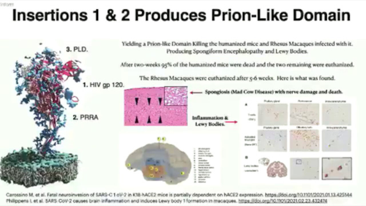 Spike protein crossing the blood brain barrier: Mad Cow Disease