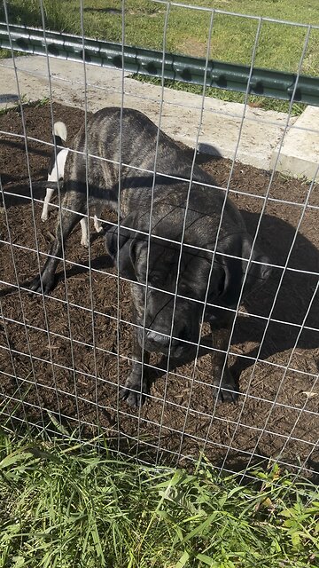 Minnie Wants the Cat 🐈 #ChamberlinFamilyFarms #furbabies #dog #cat