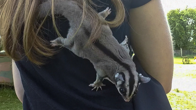 Sugar glider jumps and climbs over delighted girl