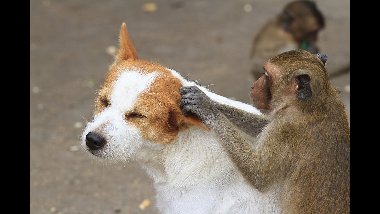 monkey baby & puppy playing together (02)