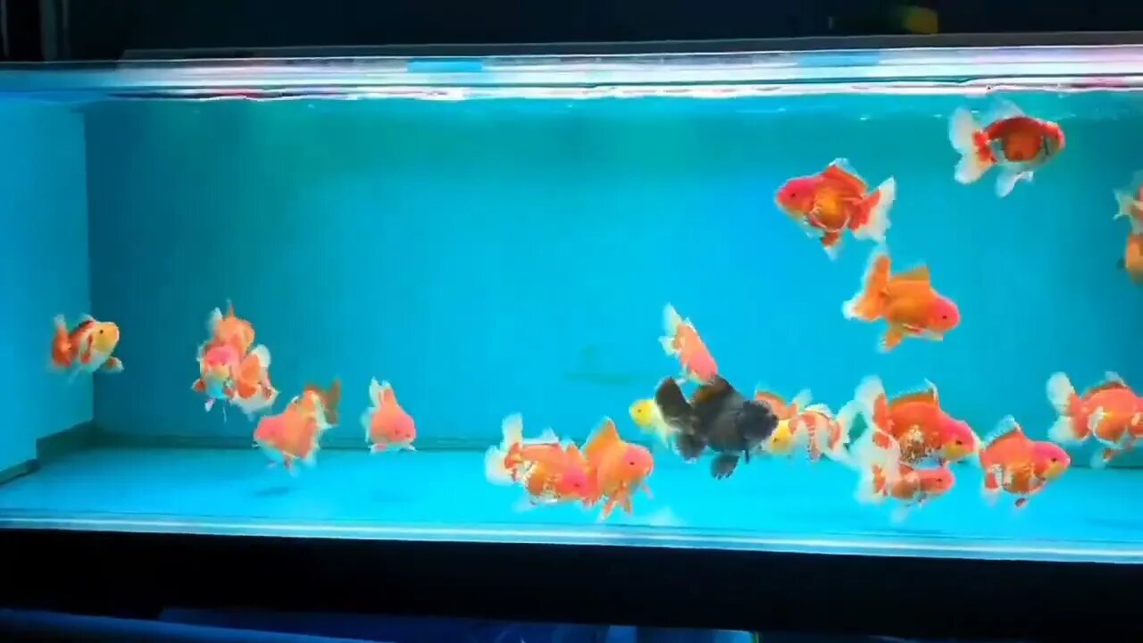 Visit Goldfish Palace