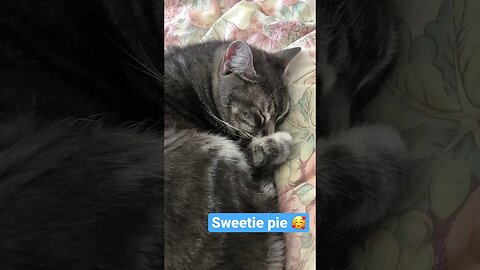 Cute 🥰 grey cat fast asleep