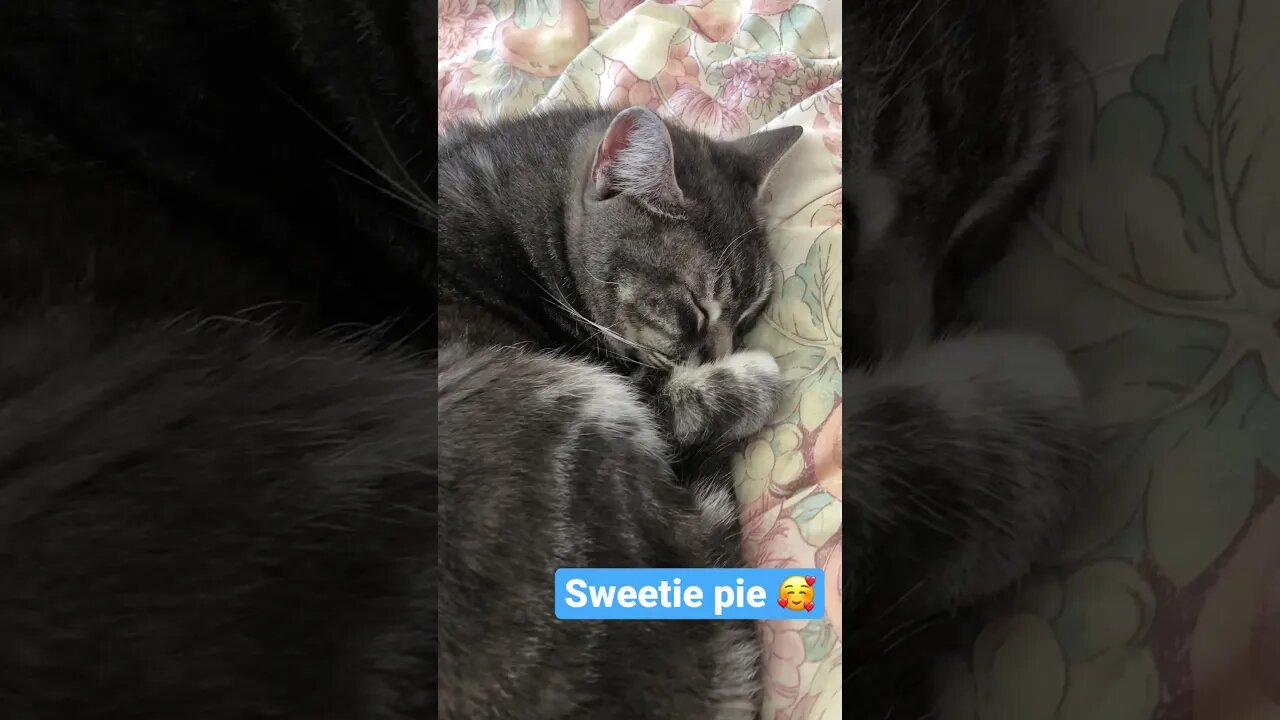 Cute 🥰 grey cat fast asleep