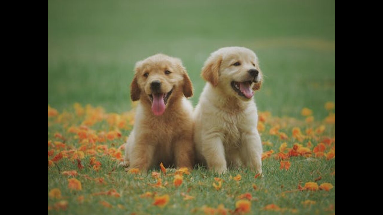 Kids playing with cats and dogs