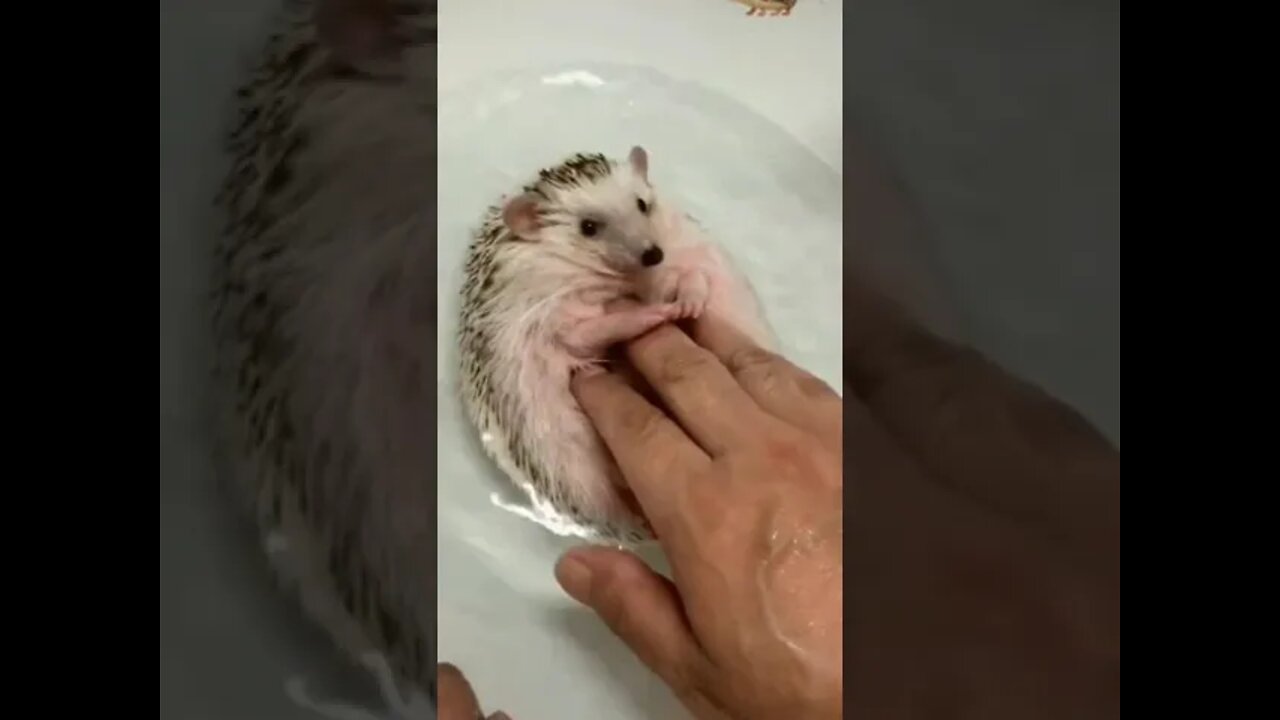 Best thing i've seen all day