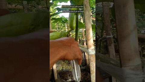 ini lah fungsi sebenarnya dari pemangkasan daun dan tunas | terong