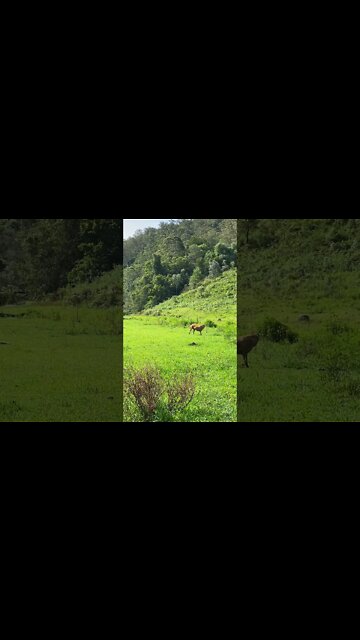 Bull Arab rescue dog Learning to Play Fetch Part II