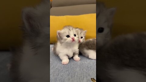 Top Video Cute Baby Cat